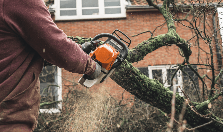 TREE REMOVAL